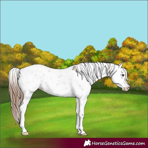 Horse Color:Chestnut Sabino 