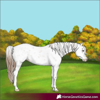 Horse Color:Chestnut Sabino 