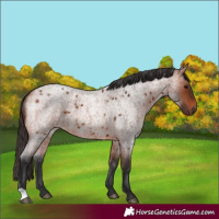 Horse Color:Bay Roan 