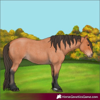 Horse Color:Bay Roan 