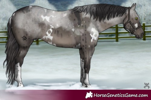 Horse Color:White Spotted Smoky Grullo Tobiano Rabicano Brindle 