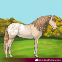 Horse Color:Smoky Black Pearl Appaloosa 