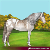 Horse Color:Gray Buckskin Pearl Tobiano Appaloosa 