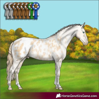 Horse Color:Smoky Black Pearl Tobiano Appaloosa 