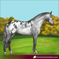 Horse Color:Gray Smoky Black Appaloosa 