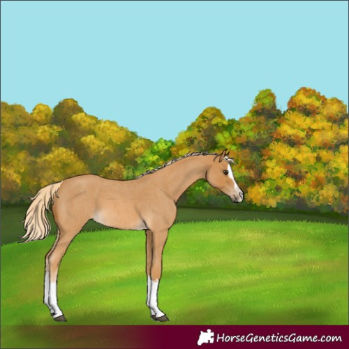 Horse Color:Palomino Roan Splash 