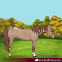 Horse Color:Red Dun Appaloosa 
