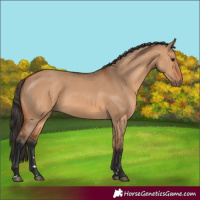 Horse Color:Bay Dun
