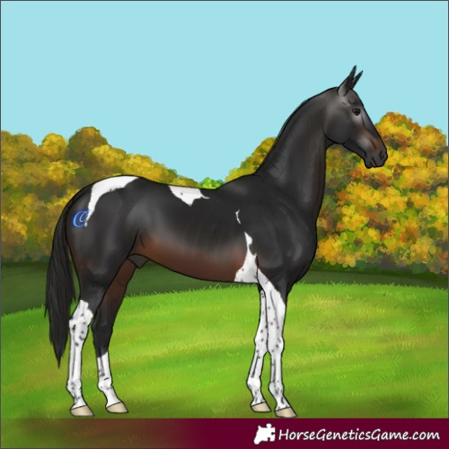 Horse Color:Gray Brown Tobiano