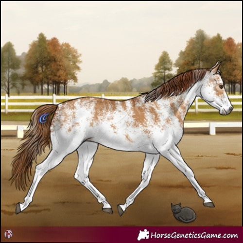 Horse Color:Gray White Spotted Red Dun Rabicano 