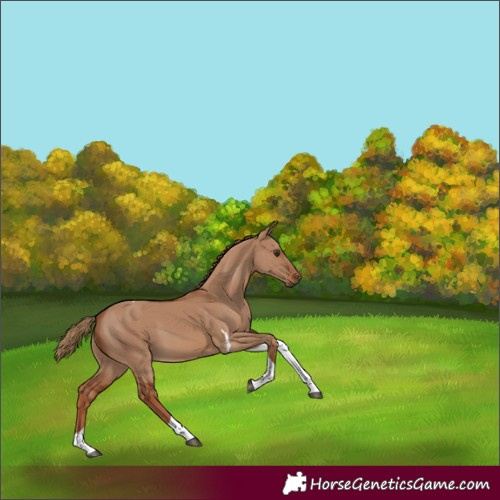 Horse Color:Red Dun Tobiano 