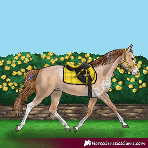 Horse Color:White Spotted Red Dun Splash 