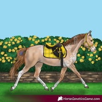 Horse Color:White Spotted Red Dun Splash 