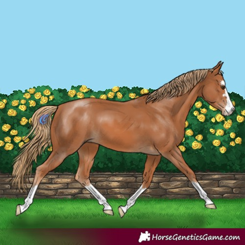 Horse Color:Chestnut 