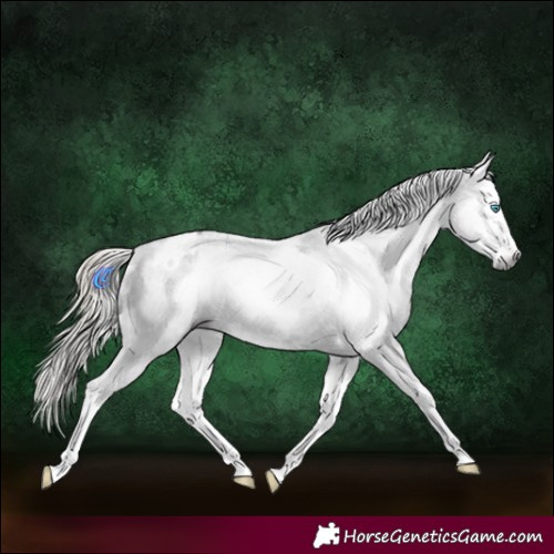 Horse Color:Gray White Spotted Liver Chestnut Splash Appaloosa 
