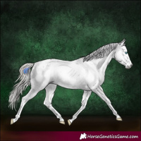 Horse Color:Gray White Spotted Liver Chestnut Splash Appaloosa 