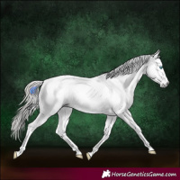 Horse Color:Gray White Spotted Liver Chestnut Splash Appaloosa