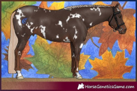 Horse Color:White Spotted Liver Chestnut
