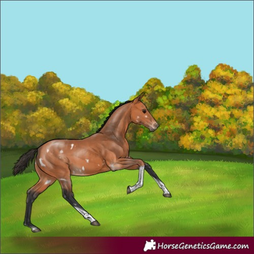 Horse Color:White Spotted Bay Tobiano 