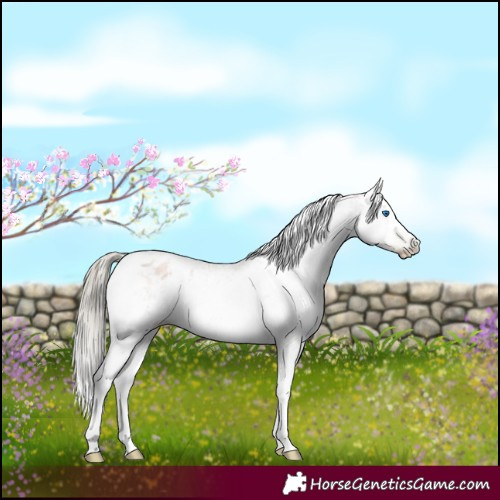 Horse Color:Gray White Spotted Liver Chestnut Pearl Mushroom Sabino Splash Appaloosa Rabicano 