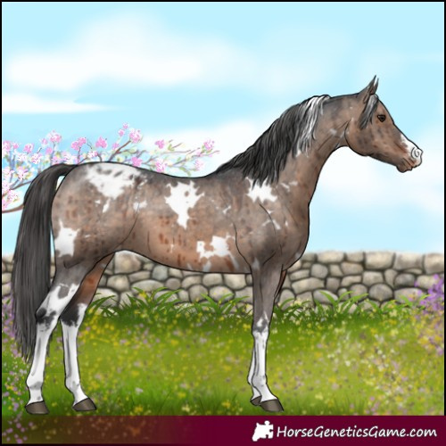 Horse Color:White Spotted Brown Dun Appaloosa Brindle 
