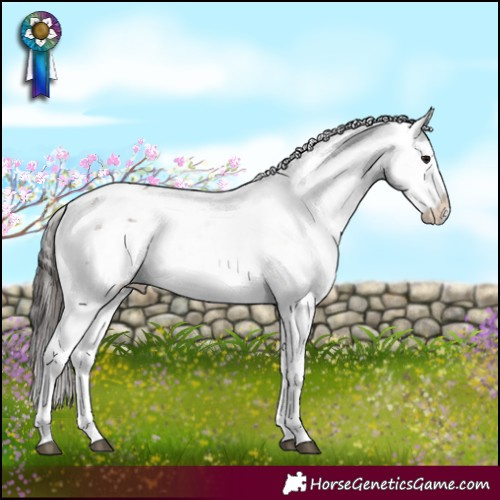 Horse Color:White Spotted Brown Dun Sabino Appaloosa 