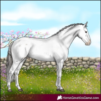 Horse Color:White Spotted Brown Dun Sabino Appaloosa 
