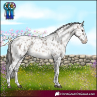 Horse Color:White Spotted Brown Dun Sabino Snowflake Varnish 
