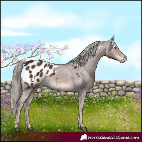 Horse Color:White Spotted Liver Chestnut Mushroom Appaloosa 