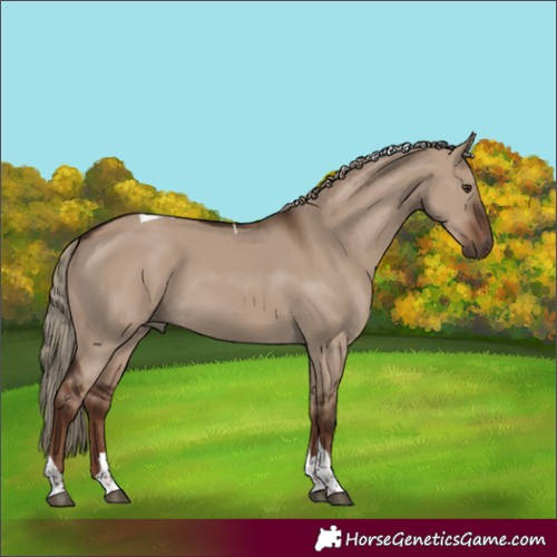 Horse Color:Liver Red Dun Tobiano