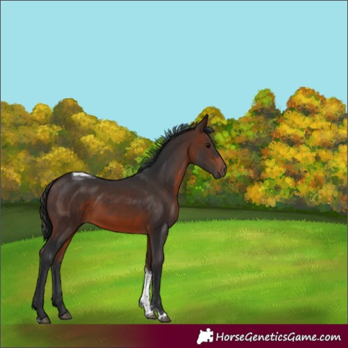 Horse Color:Brown Tobiano 