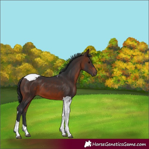 Horse Color:Brown Tobiano 