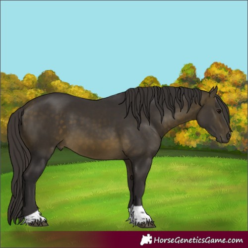 Horse Color:Buckskin Tobiano 