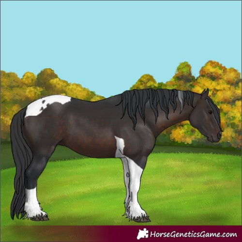 Horse Color:Brown Tobiano 