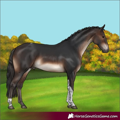 Horse Color:Brown Tobiano Rabicano 