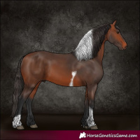 Horse Color:Bay Tobiano Rabicano 