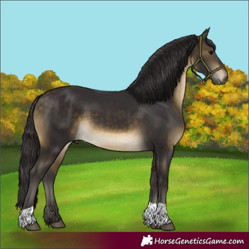 Horse Color:Buckskin Tobiano Rabicano