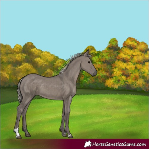 Horse Color:Silver Grullo Tobiano Rabicano 