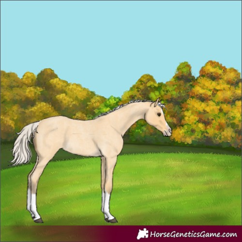 Horse Color:Silver Buckskin Roan Splash 