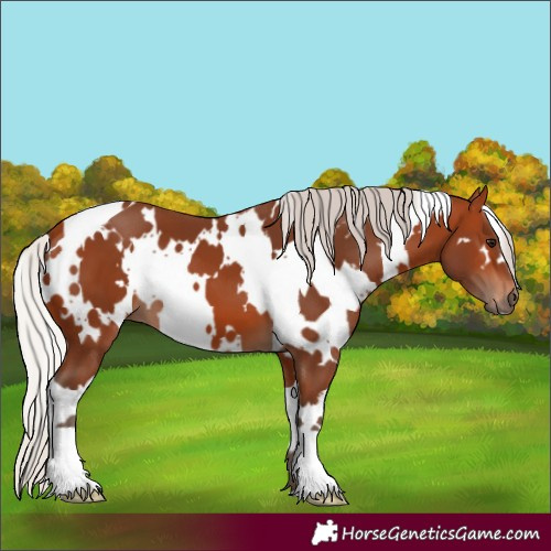 Horse Color:White Spotted Silver Bay 