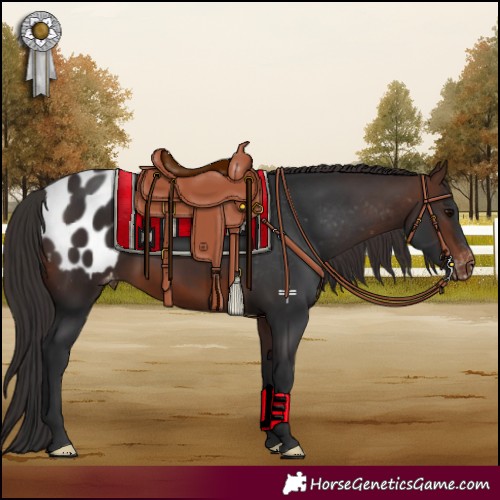 Horse Color:Brown Appaloosa 