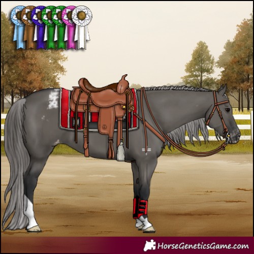 Horse Color:Grullo Varnish 