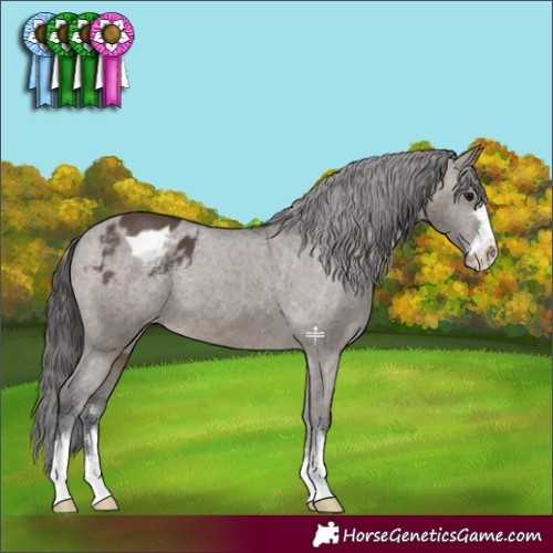 Horse Color:Brown Dun Appaloosa 