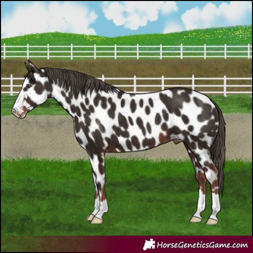 Horse Color:Liver Chestnut Appaloosa 