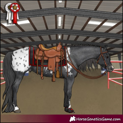 Horse Color:Black Appaloosa 
