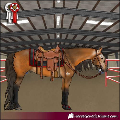 Horse Color:Gray Buckskin 