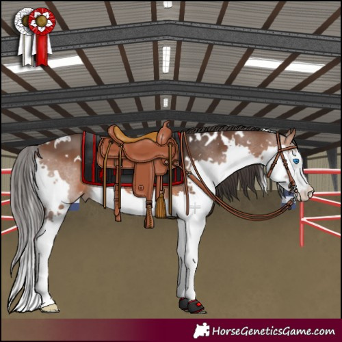 Horse Color:White Spotted Bay Splash 