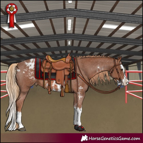 Horse Color:Chestnut Sabino Splash Appaloosa 