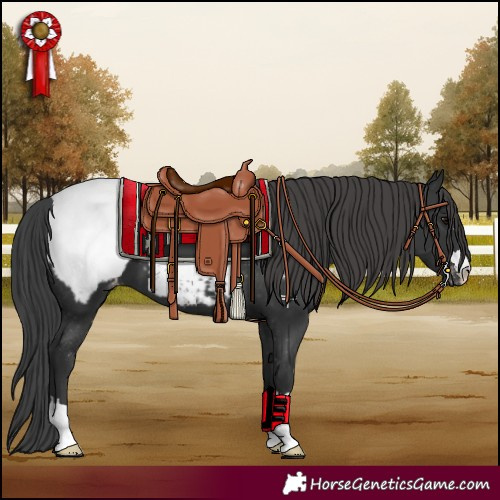 Horse Color:Black Appaloosa 