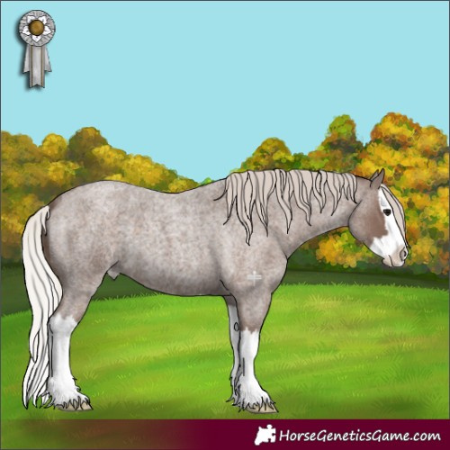 Horse Color:Silver Blue Roan Splash Appaloosa 